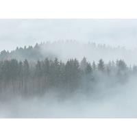 A.S. CREATIONS DD118604 MistyForest Designwalls fototapete wald landschaft baum 255 x 350 cm (4 Teile) Online Fototapeten bestellen - Grün, Weiß