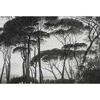 A.S. CREATIONS A.s.creations - DD117875 Treetops1 Atelier 47 fototapete wald natur gemälde 270 x 400 cm (4 Teile) Online Fototapeten bestellen - Grau, Schwarz /