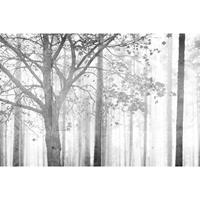 A.S. CREATIONS A.s.creations - DD117945 Edge1 Atelier 47 fototapete wald natur 270 x 400 cm (4 Teile) Online Fototapeten bestellen - Grau, Weiß
