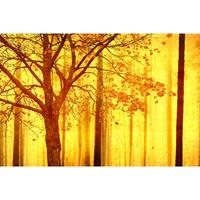 A.S. CREATIONS A.s.creations - DD117950 Edge2 Atelier 47 fototapete wald natur 270 x 400 cm (4 Teile) Jetzt Fototapeten günstig kaufen - Gelb, Orange / Terrakotta