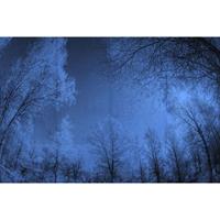 A.S. CREATIONS A.s.creations - DD118025 ForestGlade2 Atelier 47 fototapete wald natur wald schwarz weiß 270 x 400 cm (4 Teile) Fototapeten bei BRICOFLOR kaufen