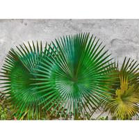 A.S. CREATIONS A.s.creations - DD118710 AgaveLeaves Designwalls fototapete palmen natur 255 x 350 cm (4 Teile) Fototapeten Online-Shop - Grau, Grün