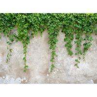 A.S. CREATIONS A.s.creations - DD118712 ClimbingLeaves Designwalls fototapete natur betonoptik 255 x 350 cm (4 Teile) Jetzt Fototapeten günstig kaufen - Grau, Grün