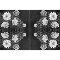 A.S. CREATIONS A.s.creations - DD109040 ArtworkFlower1 AP Digital 4 fototapete blumen abstrakt schwarz weiß 270 x 400 cm (4 Teile) Jetzt Fototapeten günstig kaufen