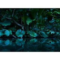 A.S. CREATIONS A.s.creations - DD118796 Tropical Designwalls fototapete palmen regenwald natur dschungel 255 x 350 cm (4 Teile) Online Fototapeten bestellen - Grün