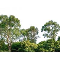 A.S. CREATIONS DD118797 Treetop Designwalls fototapete wald regenwald natur dschungel 255 x 350 cm (4 Teile) Fototapeten Online-Shop - Grün, Weiß