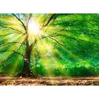 A.S. CREATIONS A.s.creations - DD118798 ForestLight Designwalls fototapete wald baum 255 x 350 cm (4 Teile) Jetzt Fototapeten günstig kaufen - Braun, Grün