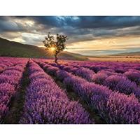 A.S. CREATIONS A.s.creations - AS403701 Lavendelfeld Design Print fototapete blumen natur landschaft lavendel 260 x 336 cm (4 Teile) Online Fototapeten bestellen