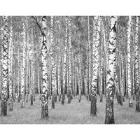 A.S. CREATIONS A.s.creations - AS403706 Birkenwald Design Print fototapete wald baum wald schwarz weiß schwarz weiß birkenwald 260 x 336 cm (4 Teile) Jetzt