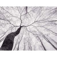 A.S. CREATIONS A.s.creations - AS403712 Baumkrone Design Print fototapete wald natur baum 260 x 336 cm (4 Teile) Fototapeten Online-Shop - Grau, Weiß