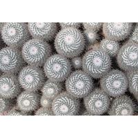 A.S. CREATIONS A.s.creations - DD109145 Cactus AP Digital 4 fototapete natur blumen 270 x 400 cm (4 Teile) Jetzt Fototapeten günstig kaufen - Orange / Terrakotta,