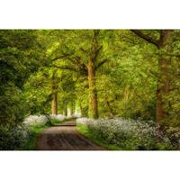A.S. CREATIONS A.s.creations - DD109245 CowParsley AP Digital 4 fototapete wald baum natur 270 x 400 cm (4 Teile) Jetzt Fototapeten günstig kaufen - Grün, Weiß