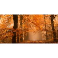 A.S. CREATIONS A.s.creations - DD109255 FantasticFores AP Digital 4 fototapete wald baum natur 250 x 500 cm (5 Teile) Online Fototapeten bestellen - Braun, Orange /