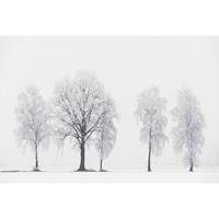 A.S. CREATIONS A.s.creations - DD109260 FrozenFive AP Digital 4 fototapete winter baum natur landschaft 270 x 400 cm (4 Teile) Online Fototapeten bestellen - Grau,