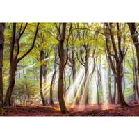 A.S. CREATIONS A.s.creations - DD109295 StarttoFall AP Digital 4 fototapete wald baum natur 270 x 400 cm (4 Teile) Fototapeten Online-Shop - Grün, Violett / Lila