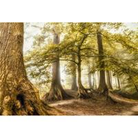 A.S. CREATIONS A.s.creations - DD109310 TreeMeeting AP Digital 4 fototapete wald baum natur 270 x 400 cm (4 Teile) Fototapeten bei BRICOFLOR kaufen - Braun, Grün