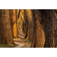 A.S. CREATIONS A.s.creations - DD109315 WoodenGuards AP Digital 4 fototapete wald baum natur märchenwald 270 x 400 cm (4 Teile) Online Fototapeten bestellen