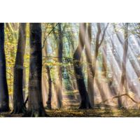 A.S. CREATIONS A.s.creations - DD109320 EnchantedFores AP Digital 4 fototapete wald baum natur 270 x 400 cm (4 Teile) Fototapeten bei BRICOFLOR kaufen - Braun, Grün