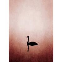 A.S. CREATIONS A.s.creations - DD119917 SwanLake ARTist fototapete vögel tiere natur 280 x 200 cm (2 Teile) | Jetzt Fototapeten günstig kaufen - Pink / Rosa,