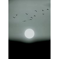 A.S. CREATIONS A.s.creations - DD119929 WinterLights ARTist fototapete vögel tiere mond 280 x 200 cm (2 Teile) | Jetzt Fototapeten günstig kaufen - Grau, Schwarz /