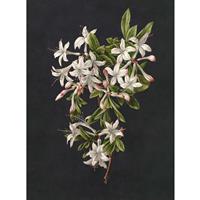A.S. CREATIONS A.s.creations - DD122196 midnightgarde2 Walls by Patel 3 blumen 270 x 200 cm (2 Teile) | Fototapeten bei BRICOFLOR kaufen - Grün, Schwarz / Anthrazit