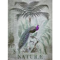 A.S. CREATIONS DD119709 PeacockJungle1 ARTist fototapete vögel palmen dschungel natur tiere 270 x 200 cm (2 Teile) | Fototapeten Online-Shop - Grau, Grün