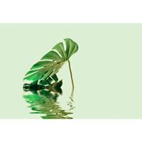 A.S. CREATIONS DD119793 MonsteraLeafWater2 ARTist fototapete palmen natur 270 x 400 cm (4 Teile) | Fototapeten bei BRICOFLOR kaufen - Grün