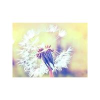 A.S. CREATIONS AS Creation Designwalls Dandelion 2, Löwenzahn Fototapete, Gelb, Weiß, XXL Wandtapete 118596
