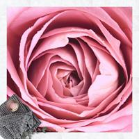 Bilderwelten Vinyl-Teppich - Rosa Rosenblüte - Quadrat 1:1 