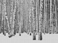 Living walls Fototapete »The Wall«, glatt, Wald, Schwarz-Weiß, Holz, Birkenwald