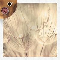 Bilderwelten Vinyl-Teppich - Pusteblumen Nahaufnahme in wohnlicher Sepia Tönung - Quadrat 1:1 