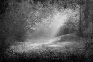 Papermoon Fototapete »Wald Schwarz & Weiß«, Vliestapete, hochwertiger Digitaldruck, inklusive Kleister