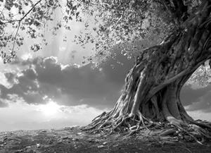 Papermoon Fototapete »Baum Schwarz & Weiß«, Vliestapete, hochwertiger Digitaldruck, inklusive Kleister