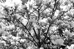 Papermoon Fototapete »Blumen Schwarz & Weiß«, Vliestapete, hochwertiger Digitaldruck, inklusive Kleister