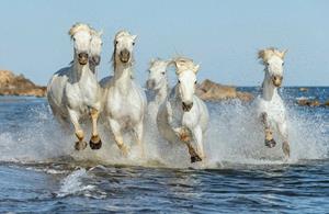 Papermoon Fototapete »PFERDE-CAMARGUE GALLOP STRAND MEER TIERE KÜSTE PROVENCE«, Vliestapete, hochwertiger Digitaldruck, inklusive Kleister