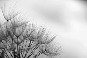 Papermoon Fototapete »Blumen Schwarz & Weiß«, Vliestapete, hochwertiger Digitaldruck, inklusive Kleister
