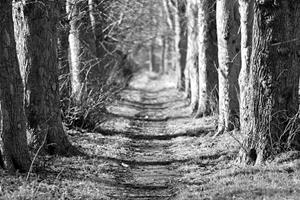 Papermoon Fototapete »Waldweg Schwarz & Weiß«, Vliestapete, hochwertiger Digitaldruck, inklusive Kleister