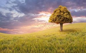 Papermoon Fototapete »Baum in Landschaft«, Vliestapete, hochwertiger Digitaldruck, inklusive Kleister