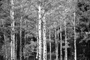 Papermoon Fototapete »Wald Schwarz & Weiß«, Vliestapete, hochwertiger Digitaldruck, inklusive Kleister