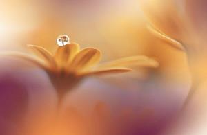 Papermoon Fototapete »Zen Wassertropfen mit Blume Makro«, Vliestapete, hochwertiger Digitaldruck, inklusive Kleister