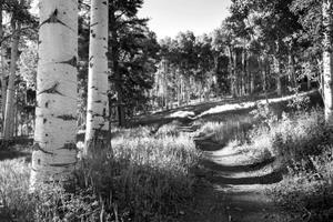 Papermoon Fototapete »Birkenwald Schwarz & Weiß«, Vliestapete, hochwertiger Digitaldruck, inklusive Kleister