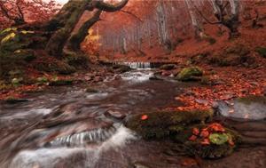 Papermoon Fototapete »Fluss im Wald«, Vliestapete, hochwertiger Digitaldruck, inklusive Kleister