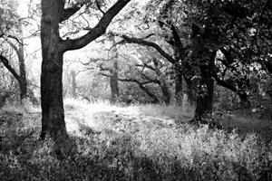 Papermoon Fototapete Wald Schwarz & Weiß, Vliestapete, hochwertiger Digitaldruck, inklusive Kleister