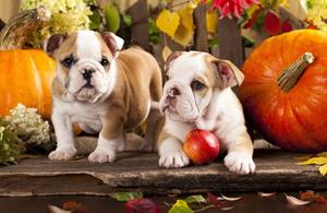 Papermoon Fototapete BULLDOG-TIERE HUND BULLDOGE HUNDE WANDDEKO WANDBILD XXL, Vliestapete, hochwertiger Digitaldruck, inklusive Kleister