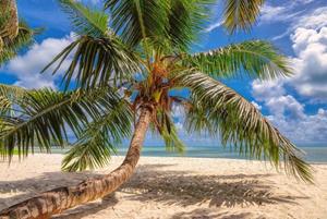 Papermoon Fototapete "Palme am Strand"