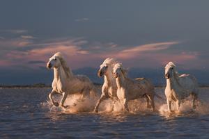 Papermoon Fototapete "Photo-Art ROSTOVSKIY ANTON, ANGELS VON CAMARGUE"