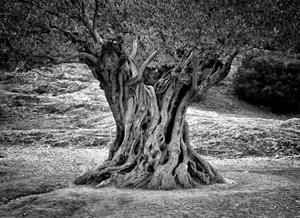 Papermoon Fototapete "Baum Schwarz & Weiß"