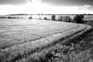 Papermoon Fototapete "Landschaft schwarz & weiß"