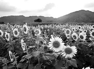 Papermoon Fototapete "Sonnenblumenfeld Schwarz & Weiß"