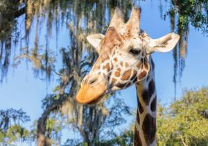Papermoon Fototapete "Giraffe"